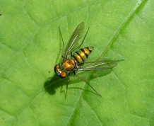 Image result for sweat bees
